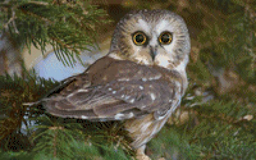 совушка - птицы, совы - предпросмотр