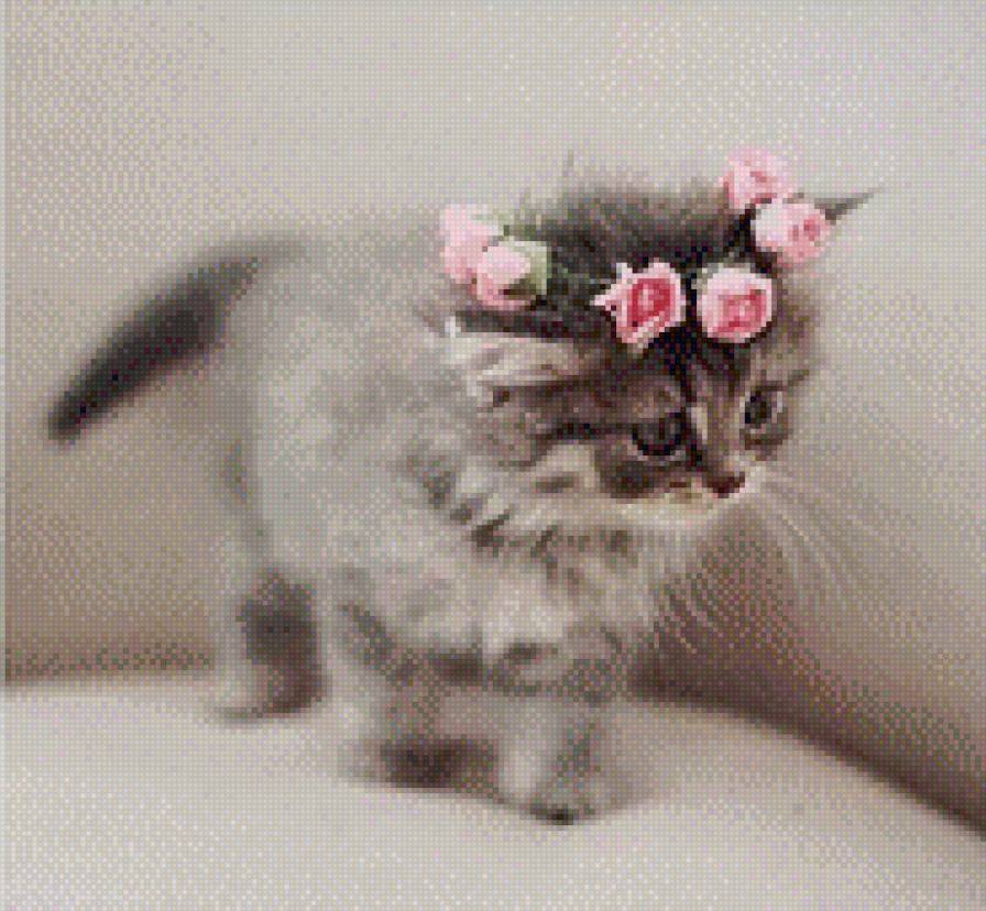 КОТЭ - предпросмотр