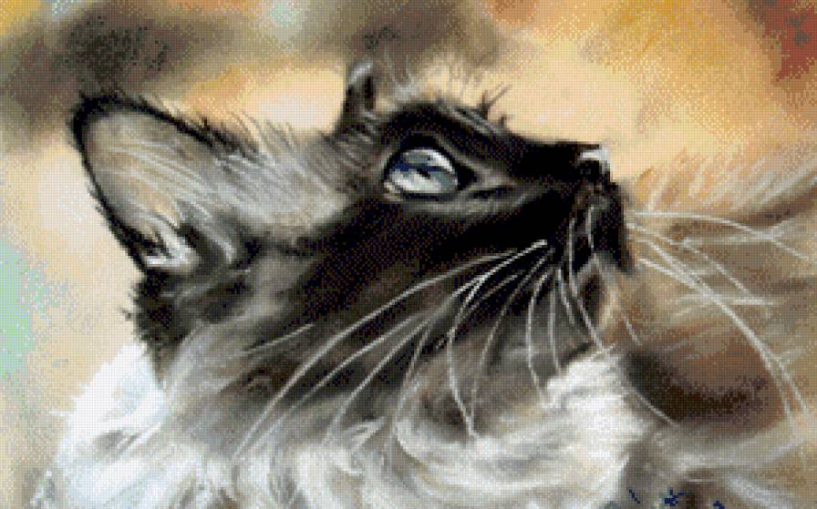 Балинезийка - кошки - предпросмотр