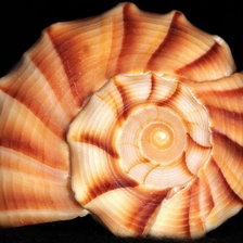 Схема вышивки «Ракушки на черном. 3»