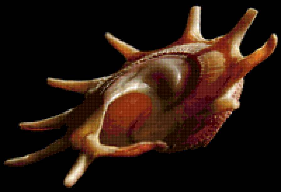 Ракушки на черном. 4 - ракушка, черный фон - предпросмотр