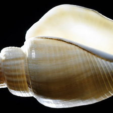 Схема вышивки «Ракушки на черном. 5»