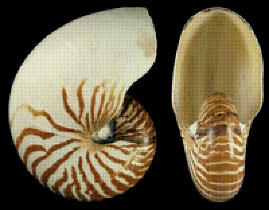 Ракушки на черном. 6 - ракушка, черный фон - предпросмотр