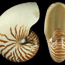 Схема вышивки «Ракушки на черном. 6»