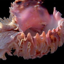 Схема вышивки «Ракушки на черном. 7»