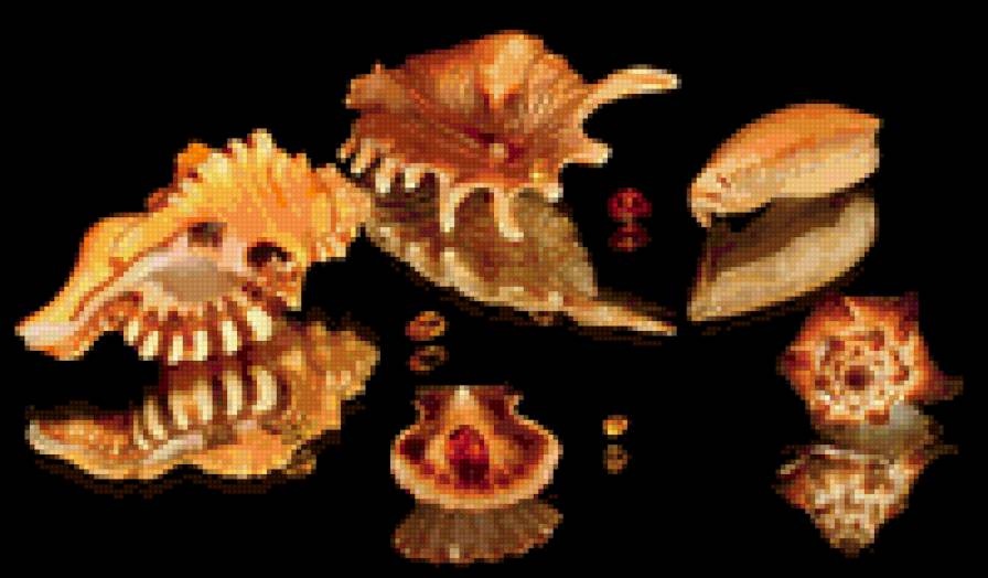 Ракушки на черном. 11 - ракушка, черный фон - предпросмотр