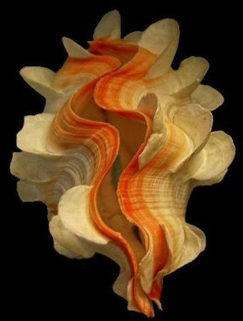 Ракушки на черном. 12 - черный фон, ракушка - оригинал