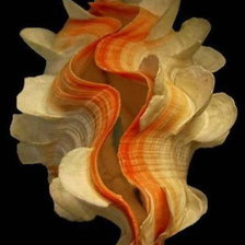 Схема вышивки «Ракушки на черном. 12»