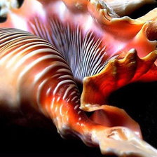 Схема вышивки «Ракушки на черном. 14»