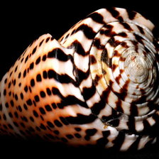 Схема вышивки «Ракушки на черном. 17»