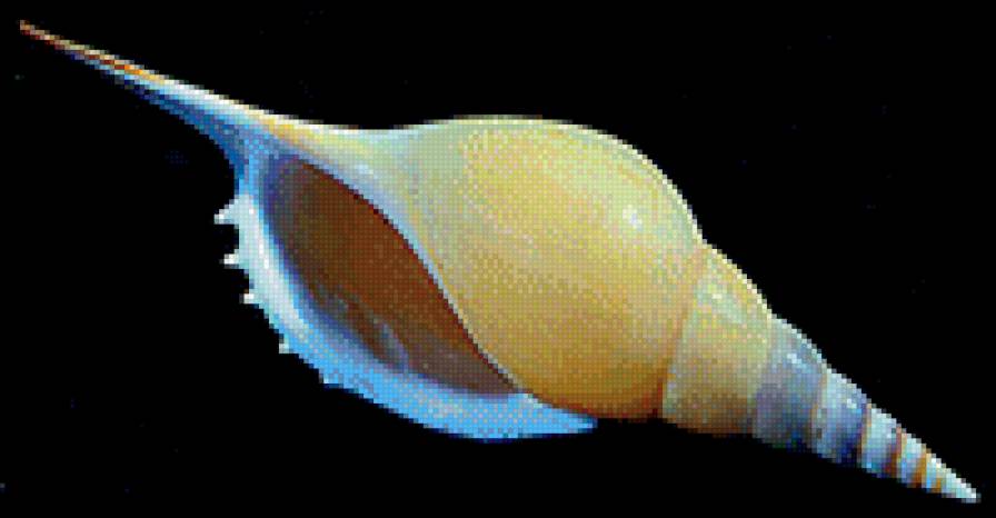 Ракушки на черном. 18 - ракушка, черный фон - предпросмотр