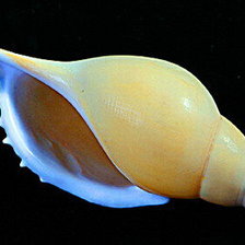 Схема вышивки «Ракушки на черном. 18»