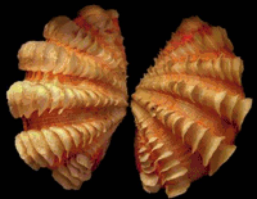 Ракушки на черном. 19 - черный фон, ракушка - предпросмотр