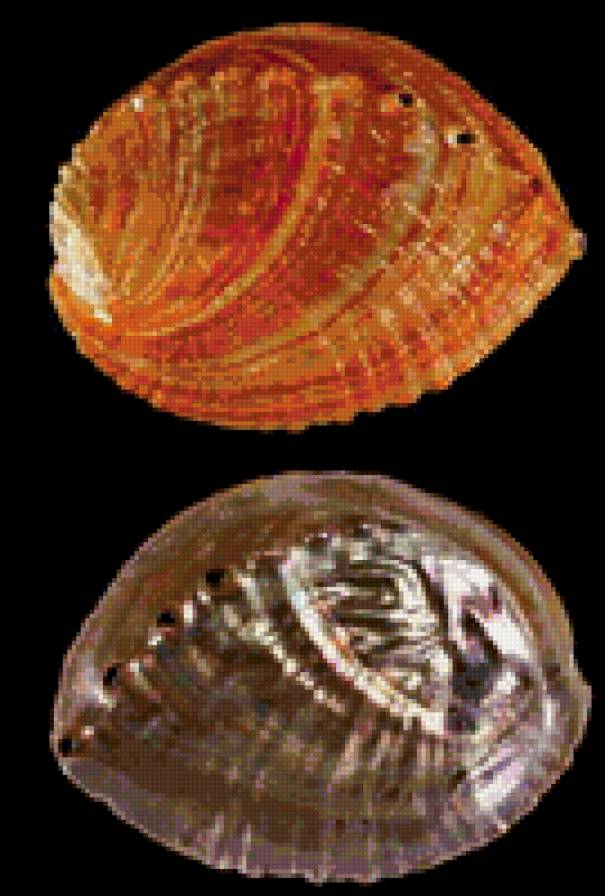 Ракушки на черном. 20 - черный фон, ракушка - предпросмотр