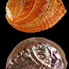 Схема вышивки «Ракушки на черном. 20»