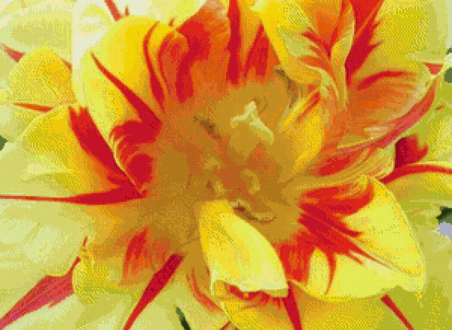 душа тюльпана - желто - красный тюльпан на весь экран - предпросмотр