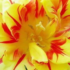 душа тюльпана