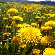 Схема вышивки «Одуванчики»