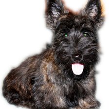 Схема вышивки «Челси - скотчезверь»