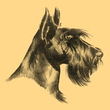 Схема вышивки «Скотч терьер»