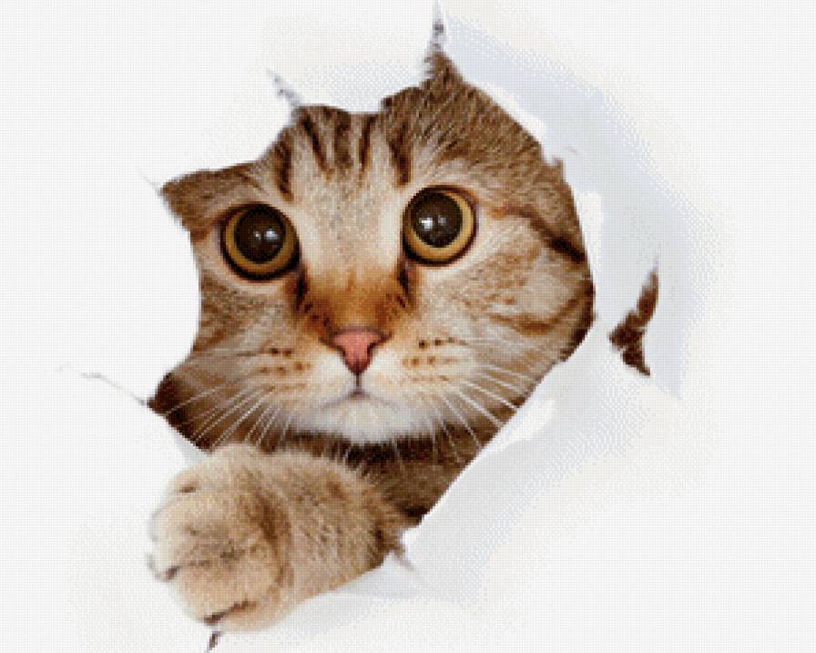 101 - кот - предпросмотр