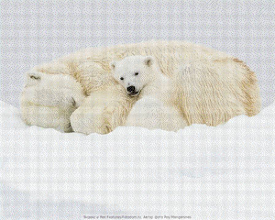 мишки - предпросмотр