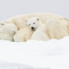 Схема вышивки «мишки»