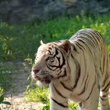 Схема вышивки «белый тигр»