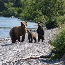 Схема вышивки «медведи»
