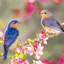 Схема вышивки «птицы»