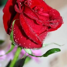 Схема вышивки «розы»