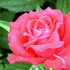 Схема вышивки «розы»