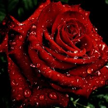 Схема вышивки «розы»