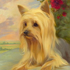 Схема вышивки «йоркшир»