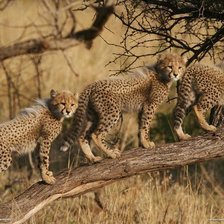 Схема вышивки «дикие животные»