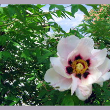 Схема вышивки «Пион 1»