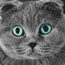 Схема вышивки «Кот»