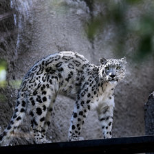 Схема вышивки «Манулиха по фото П,Лабонский»
