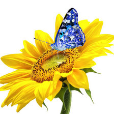 Схема вышивки «Бабочка»