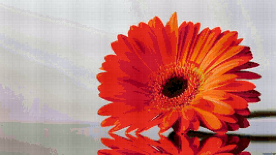 Гербера - предпросмотр