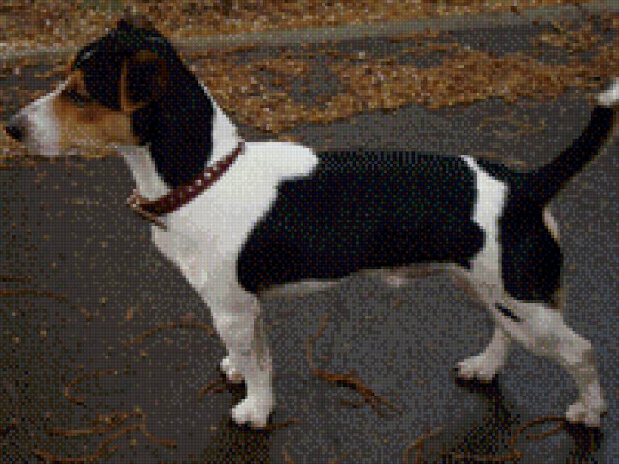 джек рассел терьер - собака леон - предпросмотр