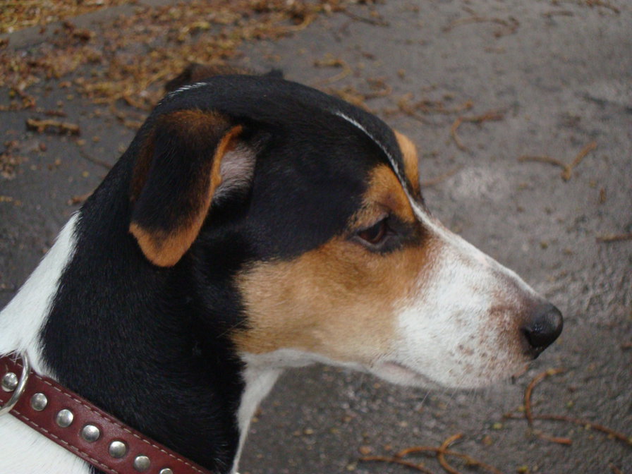 джек рас. терьер - собака леон - оригинал