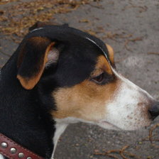 Схема вышивки «джек рас. терьер»