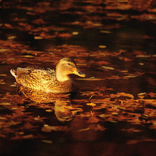 Схема вышивки «Утка»