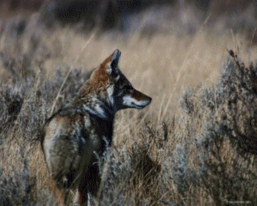 Волчица - предпросмотр