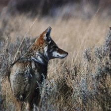 Схема вышивки «Волчица»