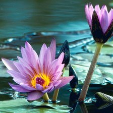 Схема вышивки «цветок»