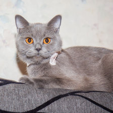 Схема вышивки «БОНЕЧКА2»