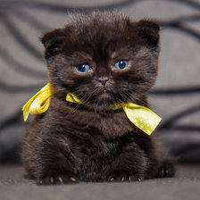 Схема вышивки «ЯСЕНЬКА»