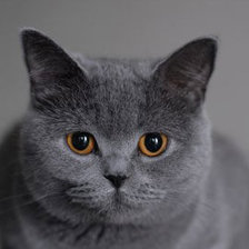 Схема вышивки «БОНЕЧКА5»